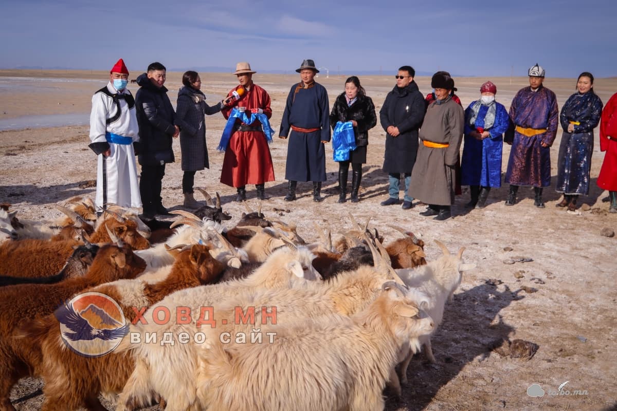 3 айл өрхөд 100 ямаа хадивлалаа