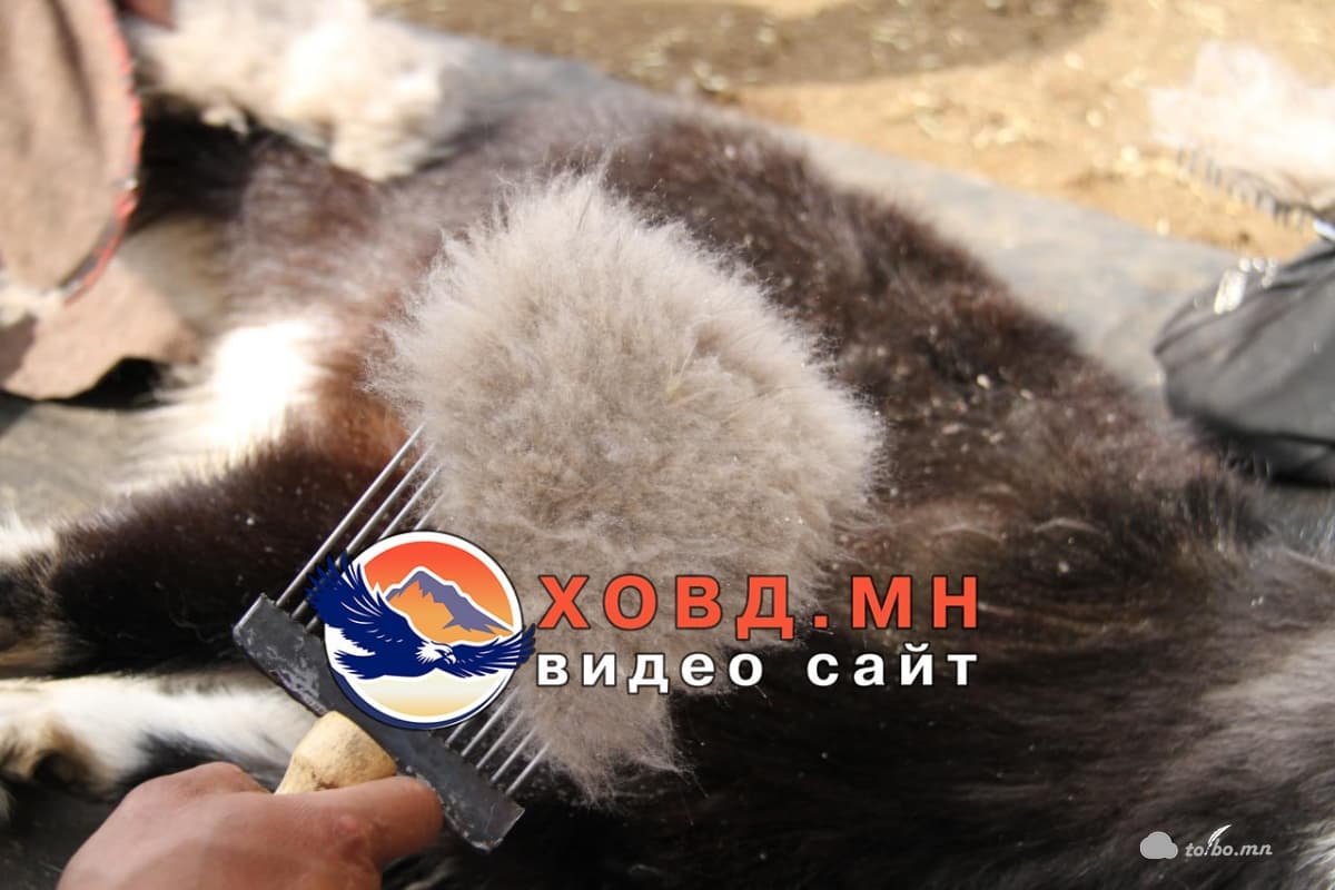 Ноолуур 1 кг нь  110,000-120,000 мянган төгрөгийн үнэтэй байна.