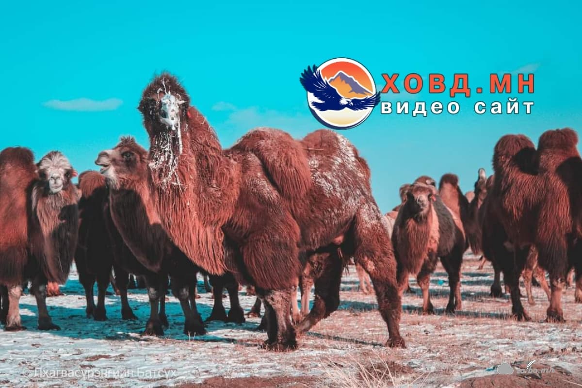 Дөргөнчүүд Тэмээн сүргээ “Омог” болгож түмэн Тэмээний баяраа хийнэ