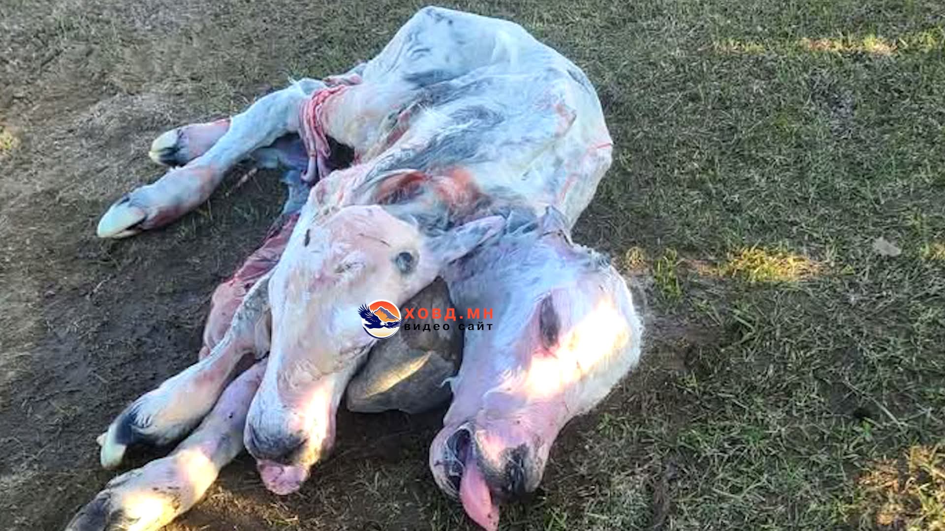Мөст сумаас ирж өвөлжсөн айлын үхэрнээс хоёр толгойтой тугал төржээ