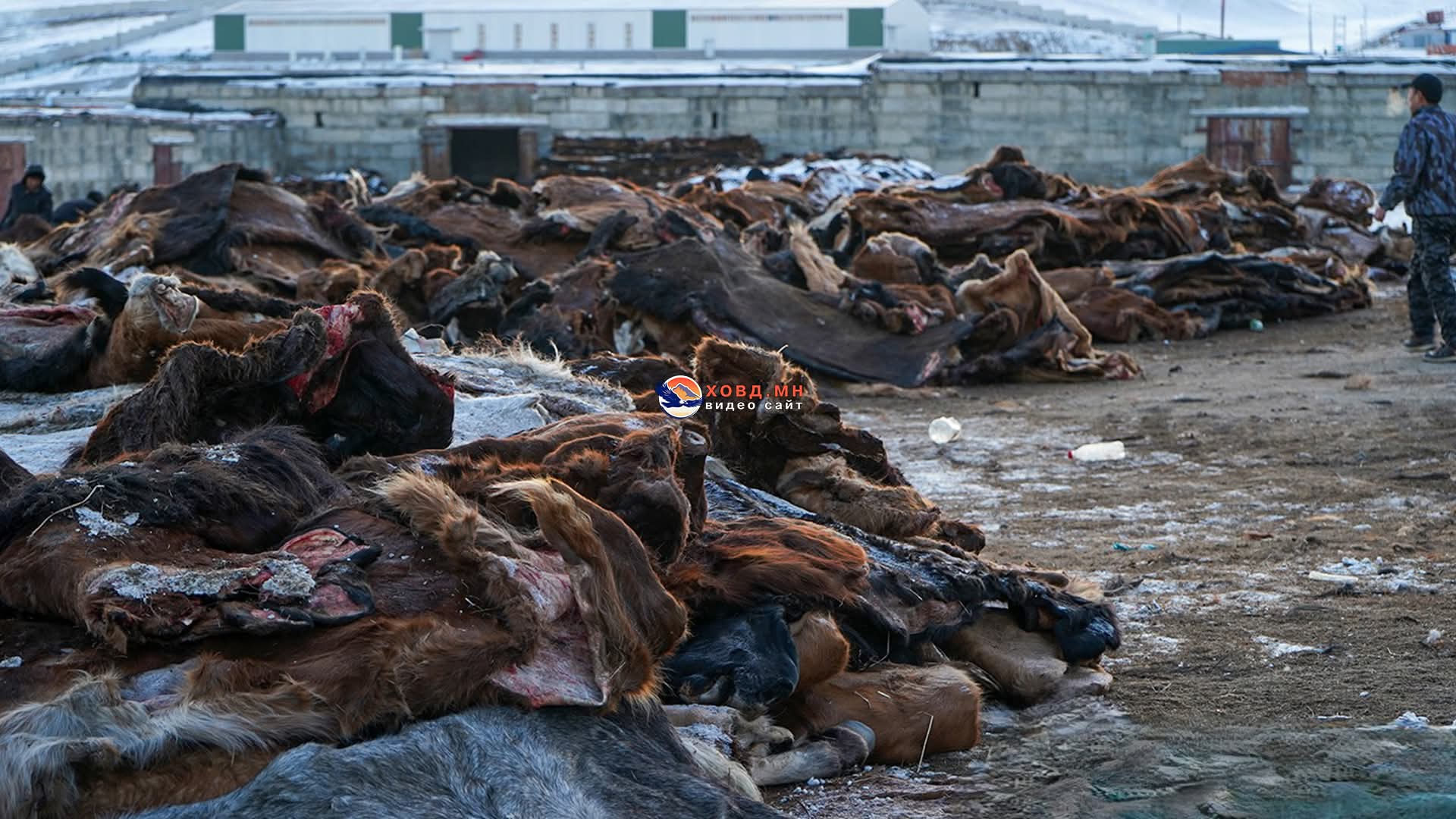 Ховд аймагт малын өлөн гэдэс 2,000–3,000 төгрөг, ямааны арьс 35,000–40,000 төгрөгийн үнэтэй байна