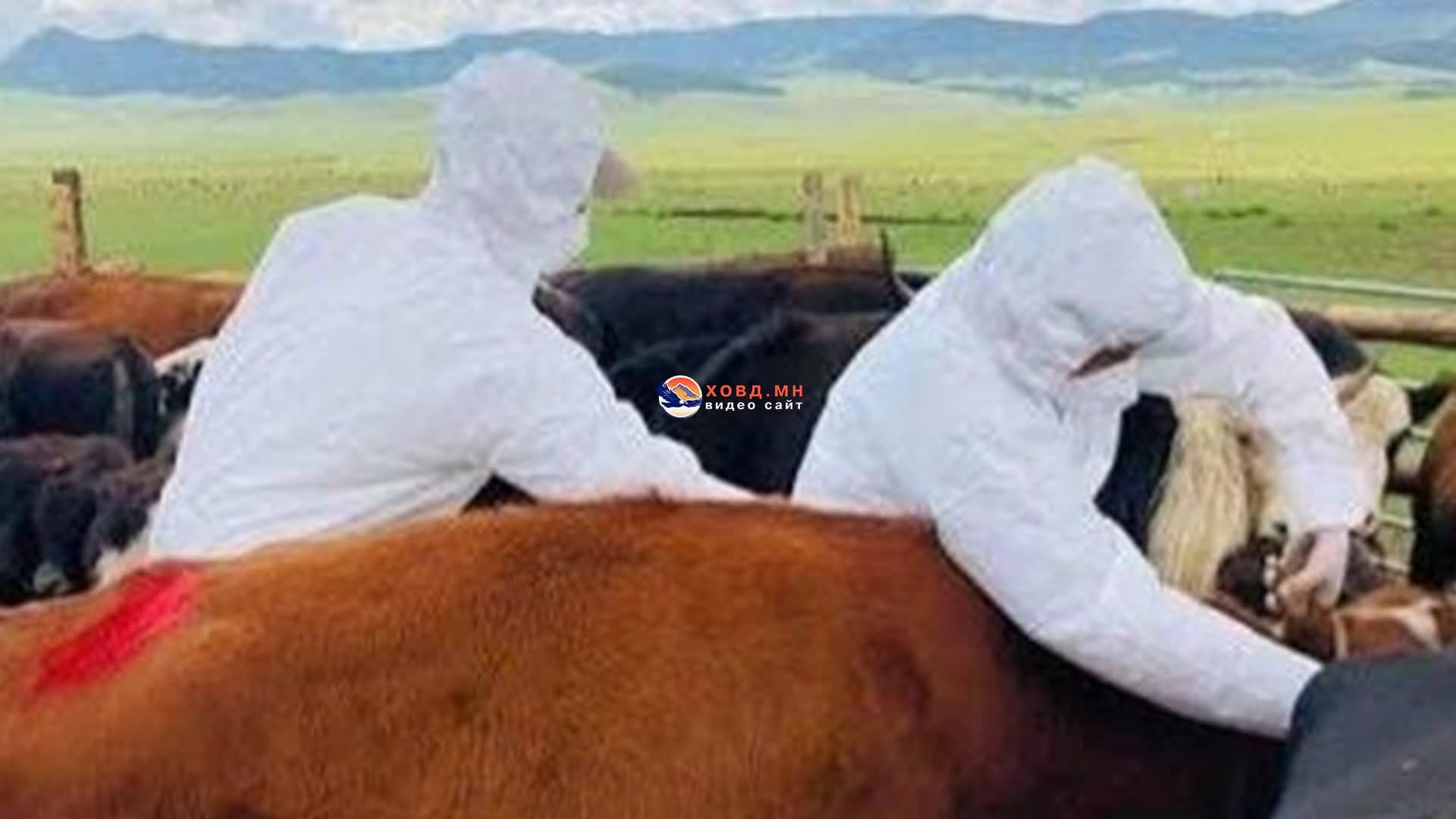 Ховд аймагт шүлхий өвчний улмаас устгалд оруулсан малын нөхөн олговрыг бүрэн олгожээ