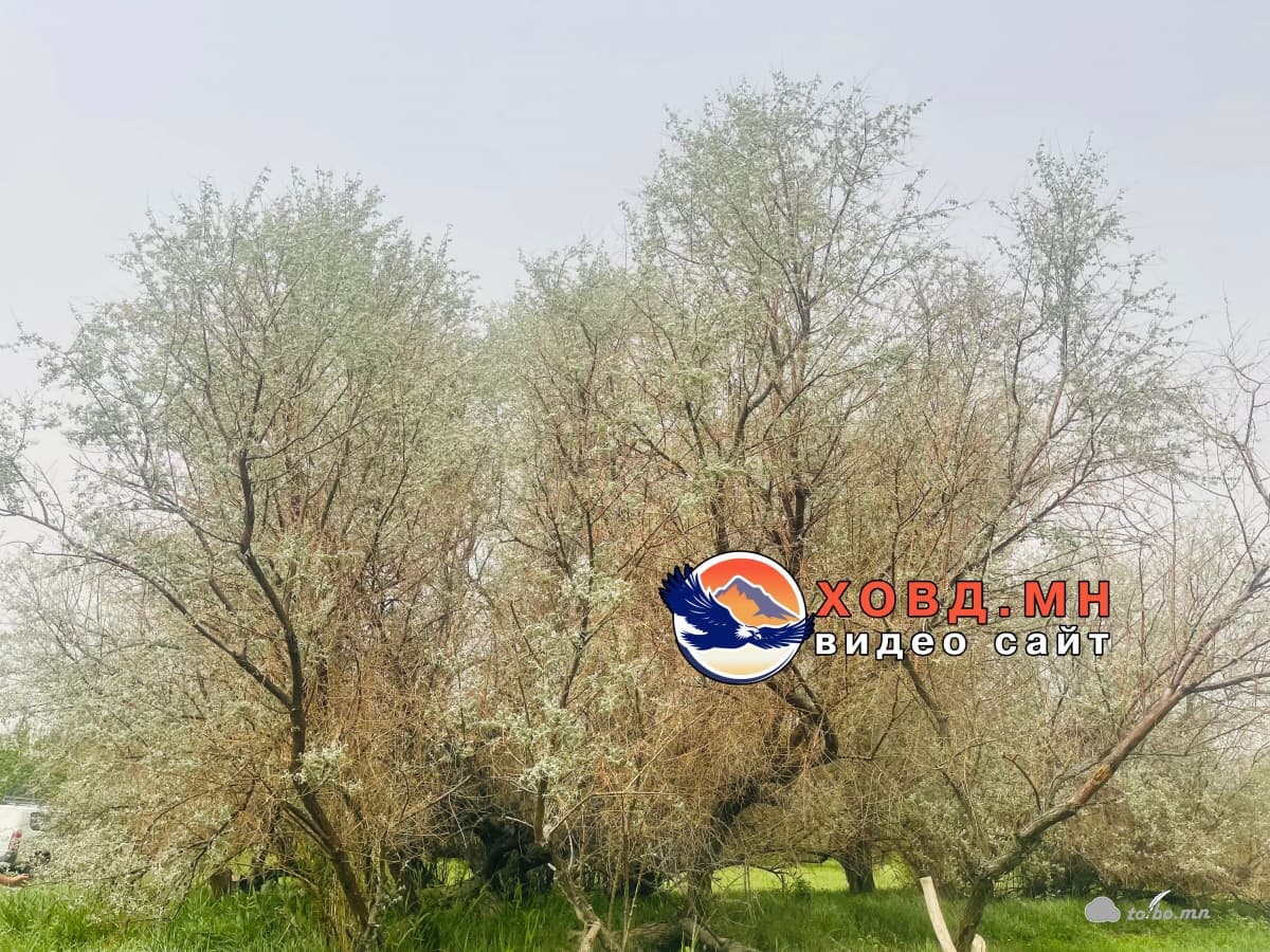 Авралын модонд ургасан жимсийг идээд хорт хавдар нь эдгэсэн гэнэ