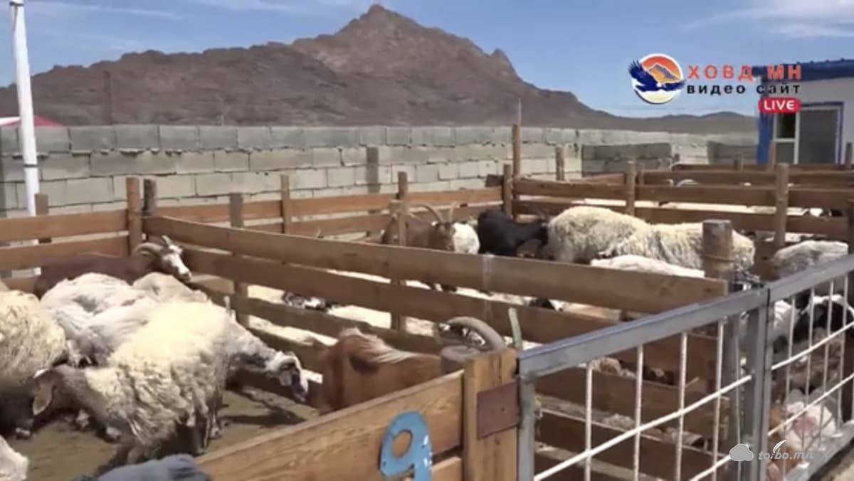 Малын үнэ буурч эр хонь 280.000 /мянган /төгрөгт хүрчээ