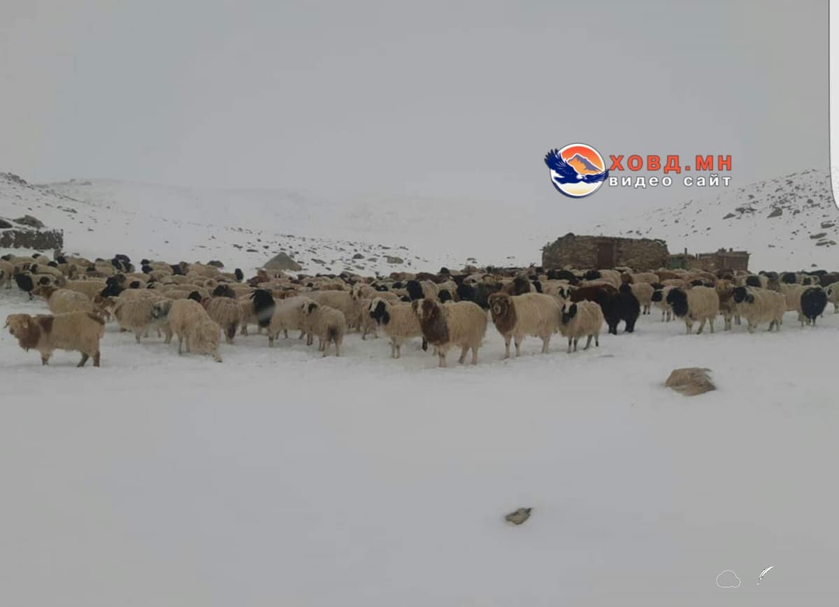 Ховд аймгийн Дуут суманд 3 өдөр цас орж байна.