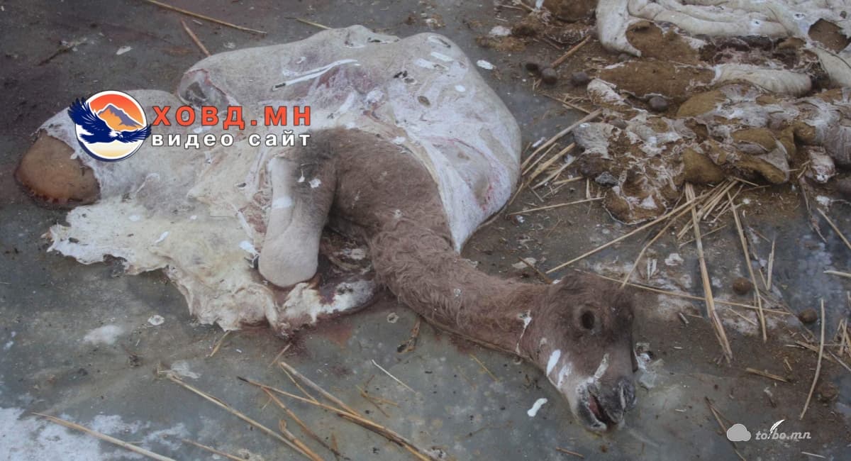 Хээлтэй Ингэ нядалж орхисон асуудлыг цагдаагийн газар шалгаж эхэллээ.