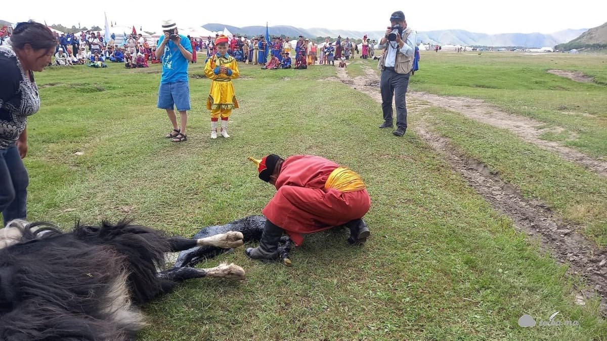 Ард түмний гавьяат Г.Шомбо тугалж чадахгүй байсан Сарлагыг уламжлалт аргаар төрүүлжээ
