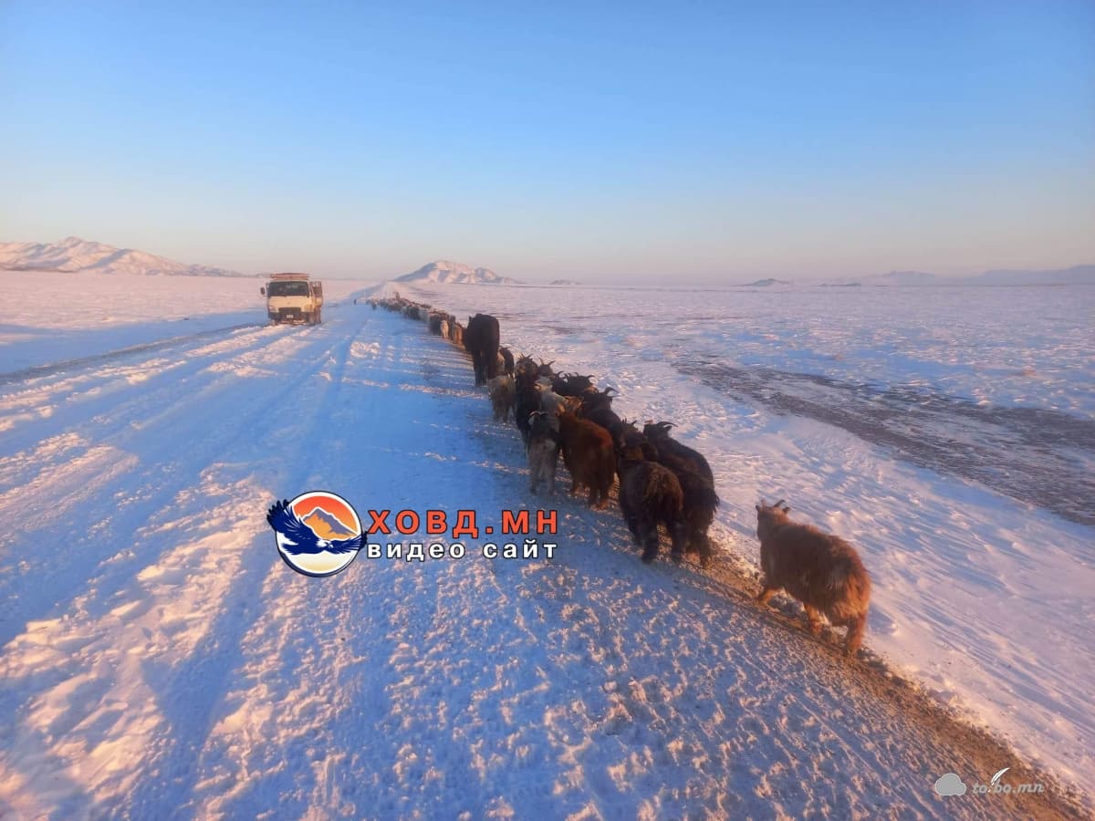 Ойрын өдрүүдийн цаснаар Булган суманд 400 гаруй бог мал хорогджээ.