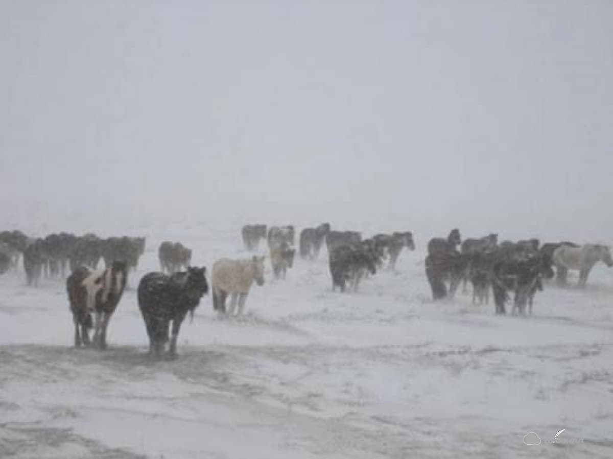 Хүйтний эрч чангарч цасан шуурга шуурна.