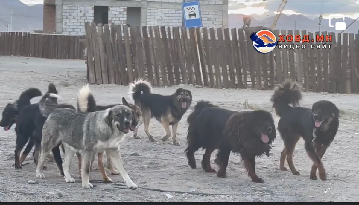 Золбин ноход тулгамдсан асуудал болж байна.