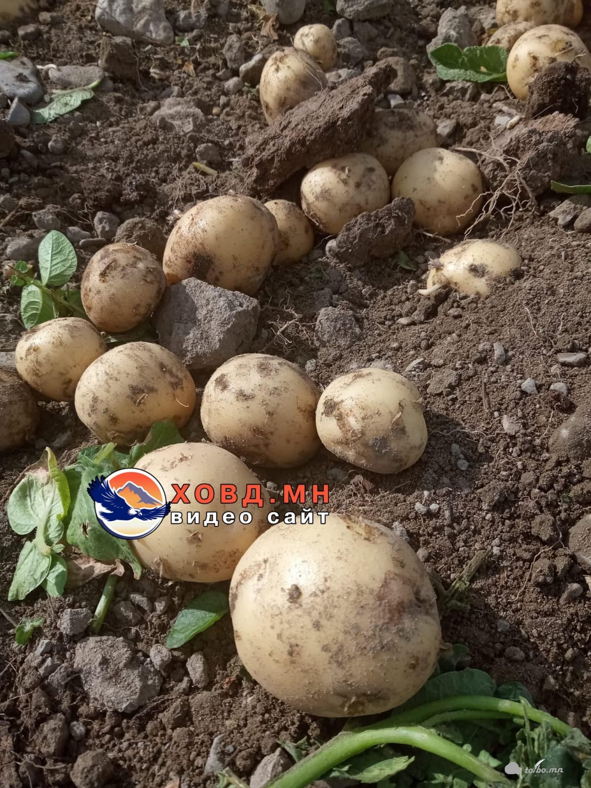 Ховдчууд эхний ургацаа хураан авлаа