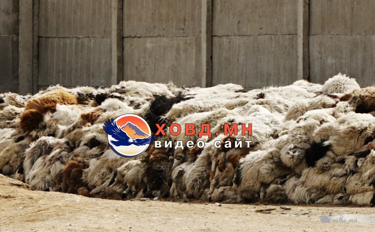 Хонины нэхий үнэгүй тул иргэд хог дээр хаяж байна.